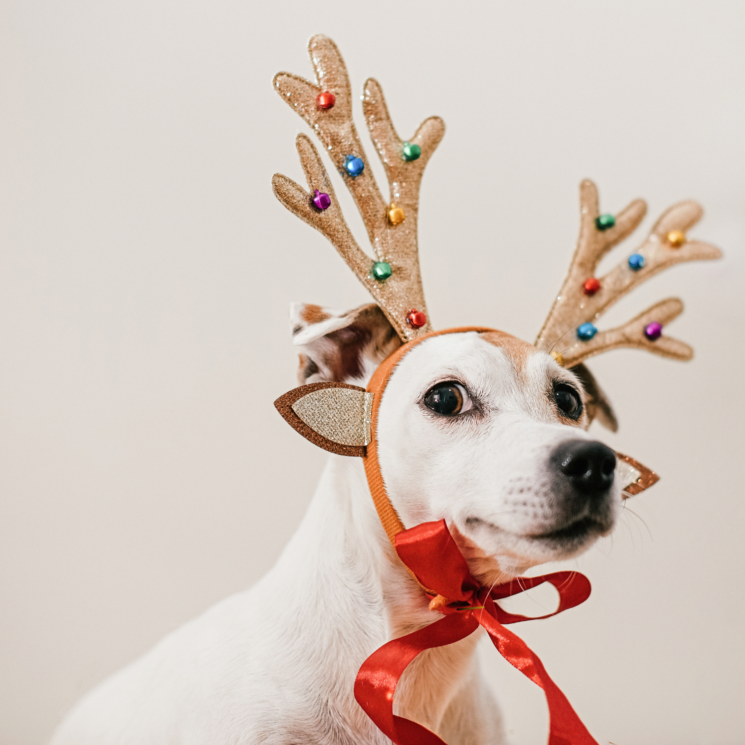 Serre-tête Noël chien